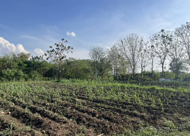 ข้าวฟางอวกาศ-A1 - รูปภาพ 6